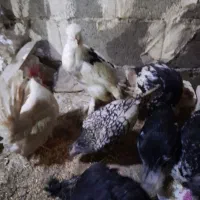 ۹عدد مرغ زینتی پاکوتاه هرکسی خواست درخدمتم