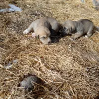 واگذاری توله سگ دورگه عراقی سرابی تضمینی|سگ|مراغه, |دیوار