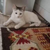 واگذاری گربه