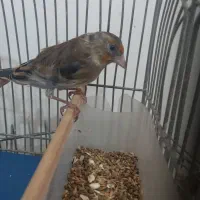 سهر قناری نر