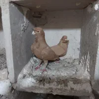 جفت لومو فر نرو ماده