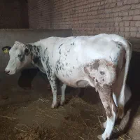 گاو شیری|حیوانات مزرعه|هیر, |دیوار