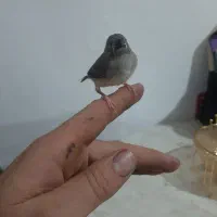 فنچ و طوطی|پرنده|رباط‌کریم, انجم آباد|دیوار