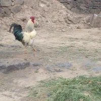 خروس نر|حیوانات مزرعه|پلدشت, |دیوار