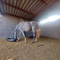 اسب مادیون کره مادیون فروش فوری