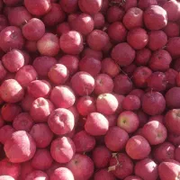 انواع نهال سیب|خدمات باغبانی و درختکاری|بازرگان, |دیوار