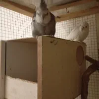 عروس هلندی جفت و جوجه|پرنده|تهران, تهرانسر غربی|دیوار