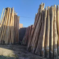 خرید و فروش چوب سقفی و درخت سنوبر میوه و ضایعات