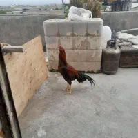 خروس لاری|حیوانات مزرعه|مشهد, اروند (کشف)|دیوار