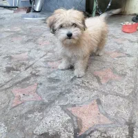 سگ پا کوتاه فروشی|سگ|کرمان, |دیوار