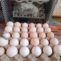 تخم مرغ نطفه دار مرغ سیاه|حیوانات مزرعه|کاشان, فاز ۲ ناجی آباد|دیوار