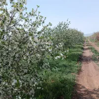 باغ ۶۰۰متری ۳۰۰ ملیون