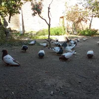 کبوتر سینه ای