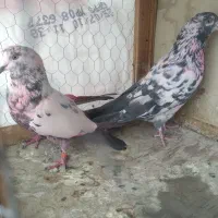 کفتر نرو ماده