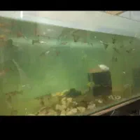 آکواریوم بزرگ با۲۵ماهی گوپی نرماده همراه با هواساز