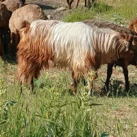 بز بزغاله