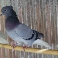 نر سبز دم سفید|پرنده|مهدی شهر, |دیوار