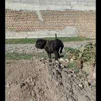 سگ.کنکورسو.کن کورسو|سگ|تهران, مرزداران|دیوار