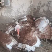 بوقلمون نر قرمز بزرگ