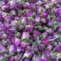 گل محمدی