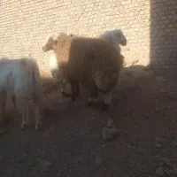 بره وبزغاله فروشی چاق