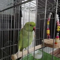 طوطی|پرنده|مشکین‌دشت, |دیوار