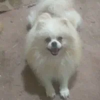 پامر خرسی نر جهت جفتگیری با ماده های شما