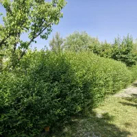 فروش باغ ۱۰۰۰متری با سندششدانگ ملکی روستای گرمه.|فروش خانه و ویلا|مشهد, دهشک|دیوار