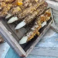 عسل گون یاسرحدی