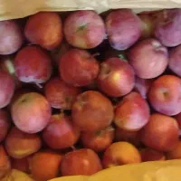 فروش سیب درجه 2|حراج|مراغه, |دیوار