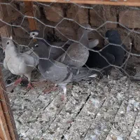 دمگیر|پرنده|اصفهان, بهرام‌آباد|دیوار