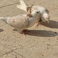 کفتر هما|پرنده|پاکدشت, پاکدشت (مامازند)|دیوار