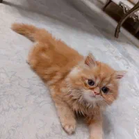 گربه پرشین فلت|گربه|ارومیه, |دیوار