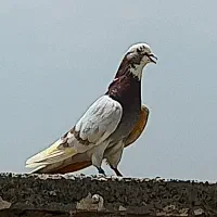 کفتر یا کبوتر