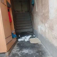 فروش پرنده خانگی کبوتر طوقی 8 عدد|پرنده|مسجد سلیمان, |دیوار