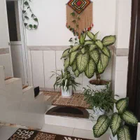 گلهای زیباوشاداب|گل و گیاه طبیعی|حمیل, |دیوار