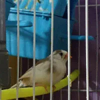 جفت فنچ ضمانت همه چی