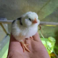 جوجه گلین|حیوانات مزرعه|سیرجان, |دیوار