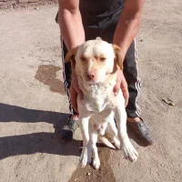 حیوانات|سگ|سبزوار, قصبه شرقی|دیوار