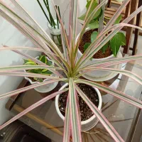 کارشناس گل و گیاه و باغبانی (بازدید رایگان و اجرا)