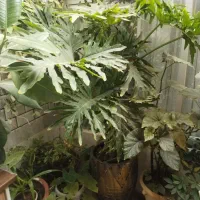 گل برگ انجیری