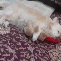 سگ پامر روباهی