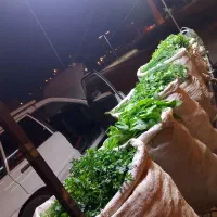 فروش سبزی|خوردنی و آشامیدنی|فردوس (خراسان), |دیوار