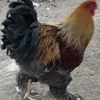 خروس برهما جوان