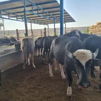 کارگر دامداری