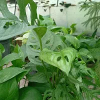 گل‌های آپارتمانی بدلیل جمع کردن گلخانه