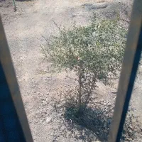 زمین-فروشی-سرا-شورایی-گزاباد