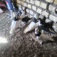 کفتر|پرنده|باخزر, |دیوار