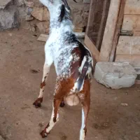 نری|حیوانات مزرعه|قشم, |دیوار