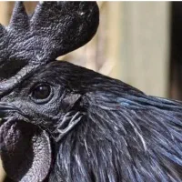 تخم نطفه دار برهما لایت ایام سمانی و لهستانی|حیوانات مزرعه|اصفهان, باتون|دیوار